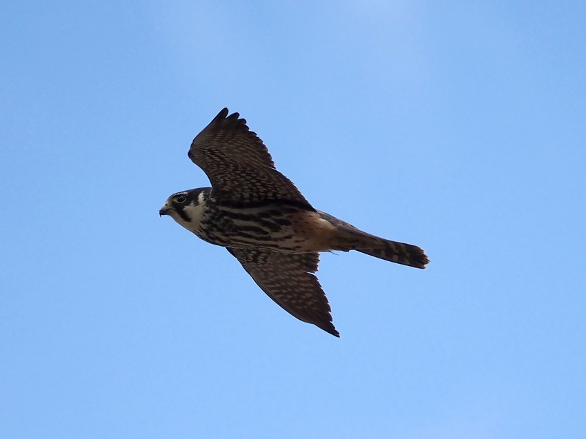 Lodolaio (Falco subbuteo)